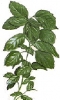 Basil (Seed) - Herb